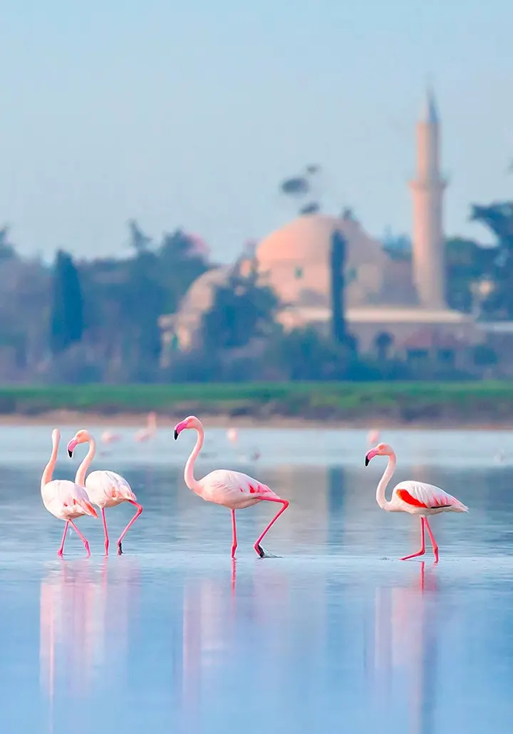 LARNACA